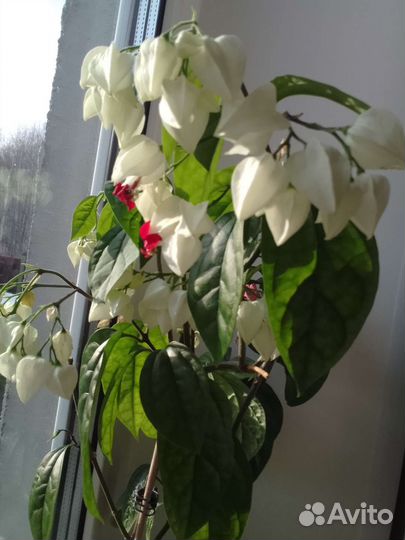 Клеродендрум Томсона