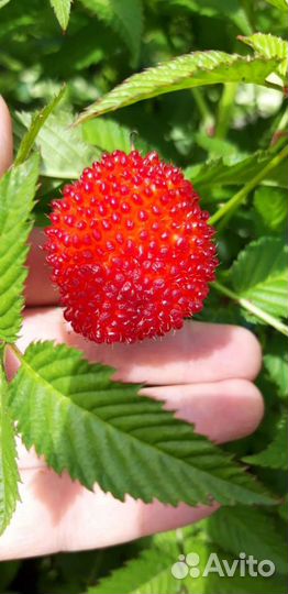 Тибетская малина саженцы