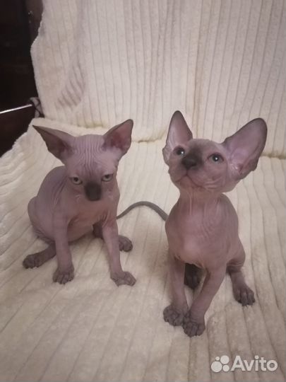 Продам котят Канадских сфинксов