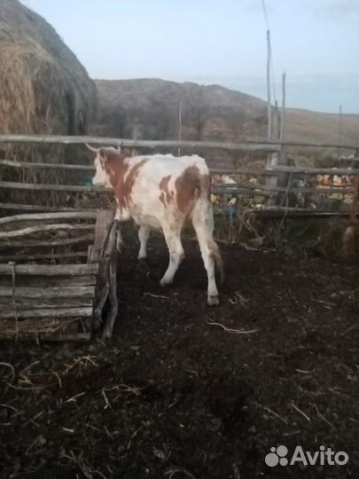 Телка 1.8 года