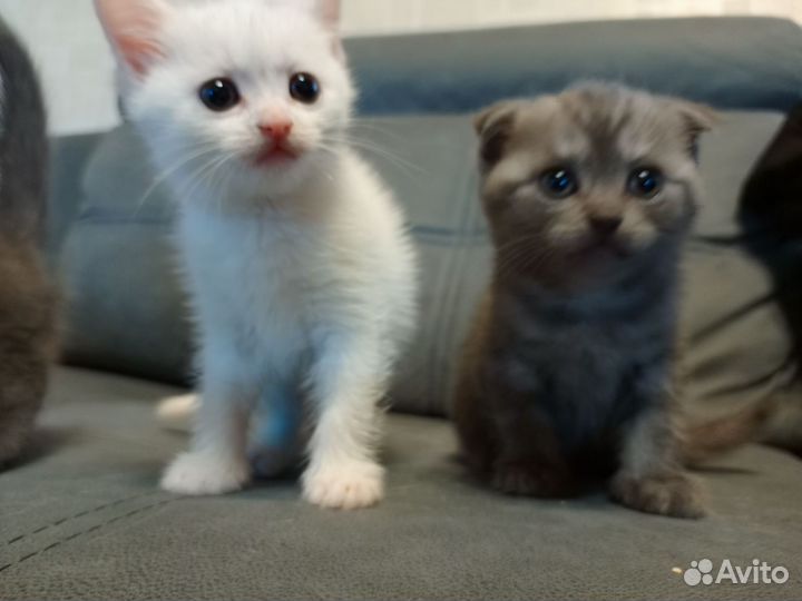Шотландские котята