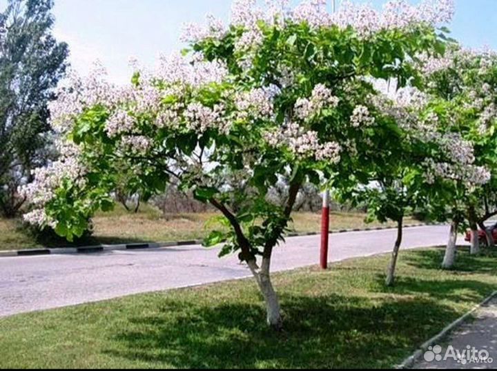 Саженцы катальпы
