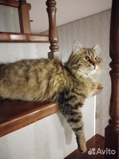 Котята отдам в добрые руки бесплатно