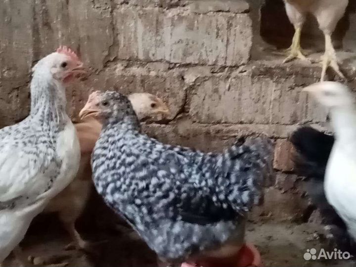 Куры молодки несушки