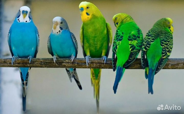 Волнистый попугай