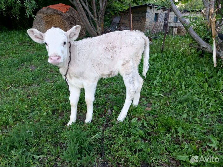 Телка 2 месяца