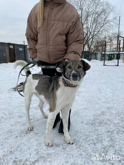 Молодого пса предали и сдали в приют