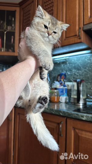 Британские котята 