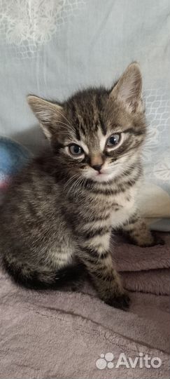 Отдам бесплатно