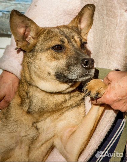 Собака в добрые руки