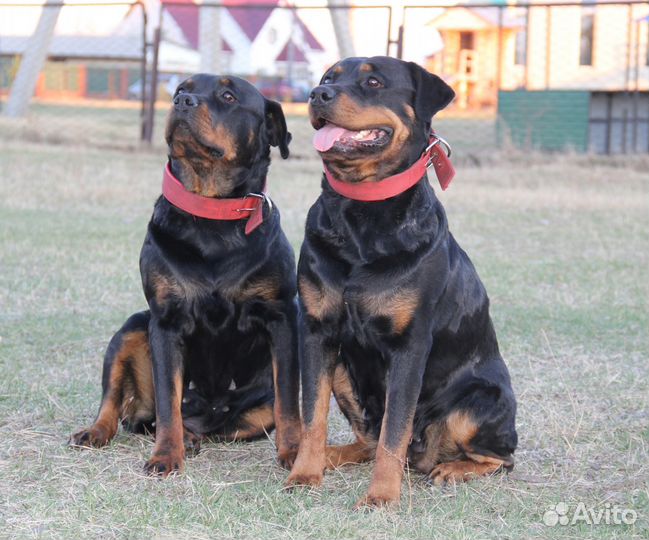 Дрессировка собак (Хомутово, Иркутск)