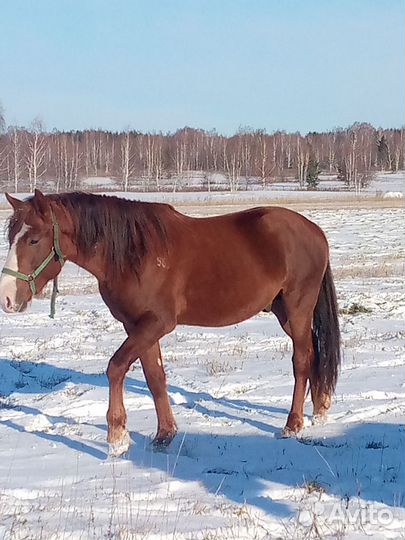 Жеребец, кобылки, лошади, обмен