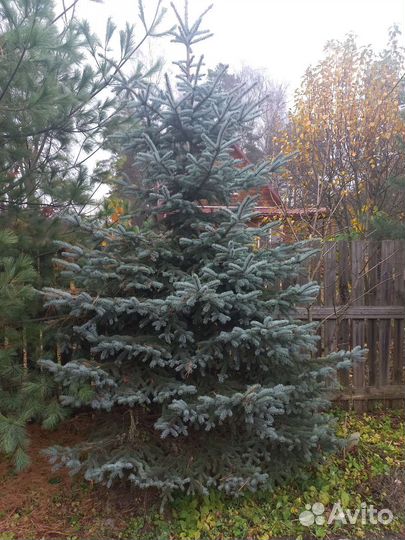 Ель голубая -2,50м высота