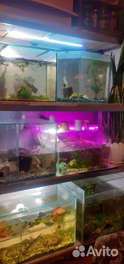 Аквариумные рыбки