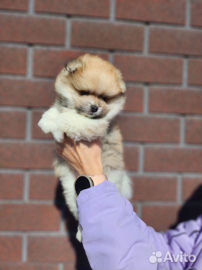 Щенки шпица