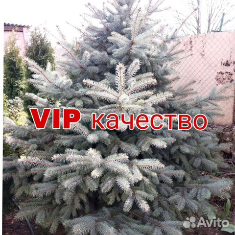 Саженцы голубой ели купить в Краснодаре | Товары для дома и дачи | Авито