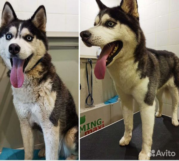 С. Косулино. Груминг. Стрижка кошек и собак