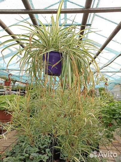 Хлорофитум хохлатый