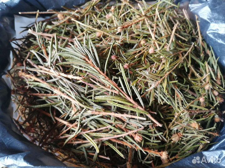 Багульник болотный сушеный 100г