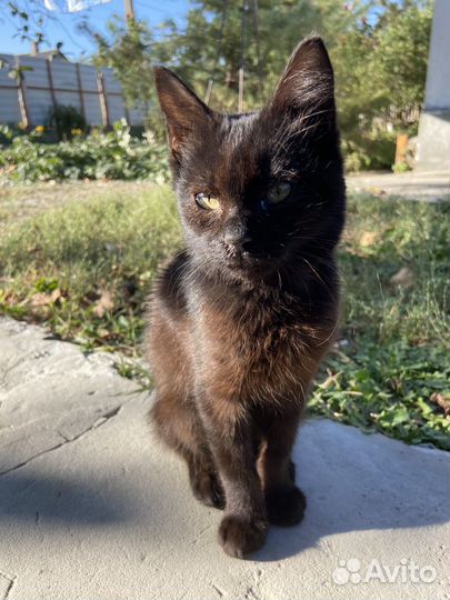 Котик мальчик