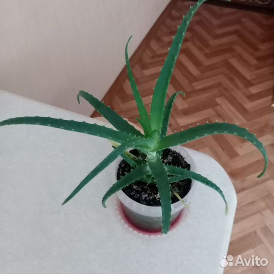 Алоэ 4 года,алоэ 2 года,алоэ 1 год