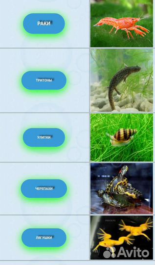 Аквариумные рыбки улитки растения креветки магазин