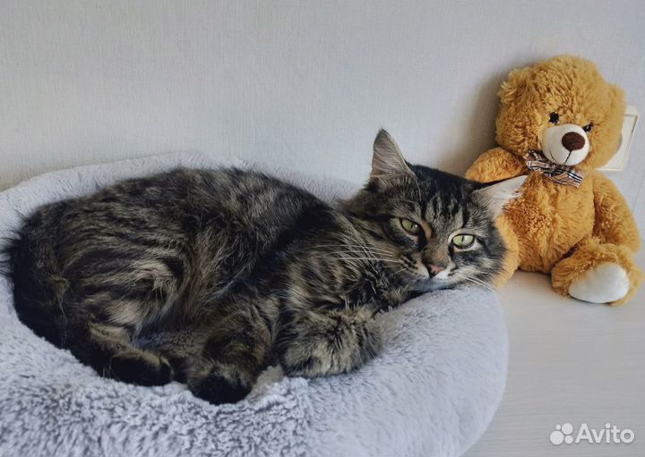 Ласковый молодой котик