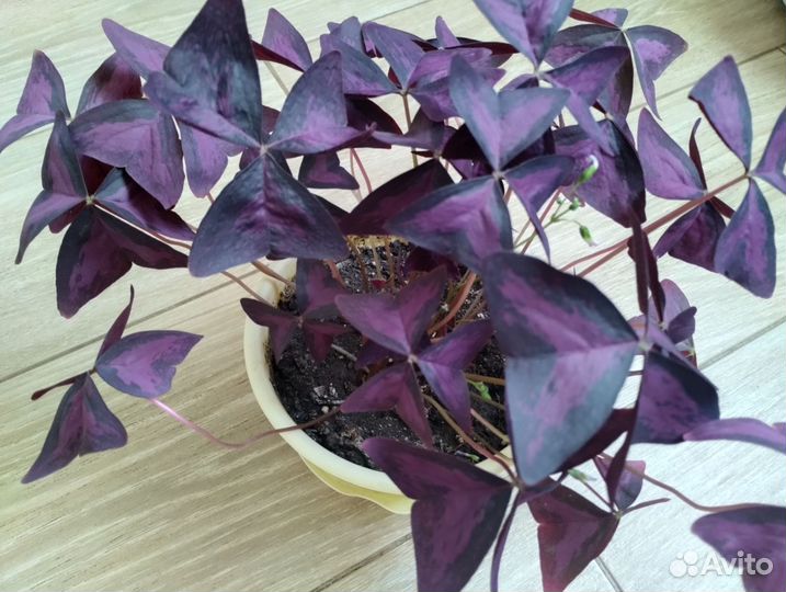 Кислица оксалис