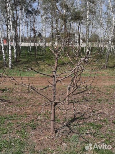 Обрезка плодовых деревьев