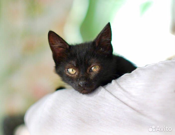 Луна - малышка ищет маму и папу