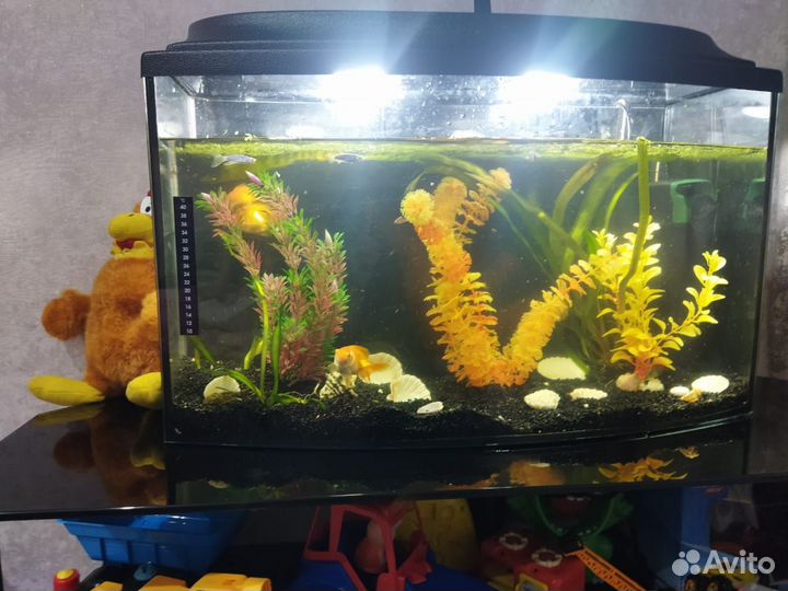 Аквариум