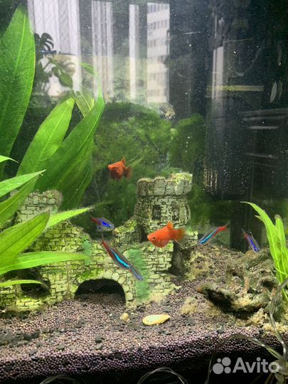 Аквариум с рыбками