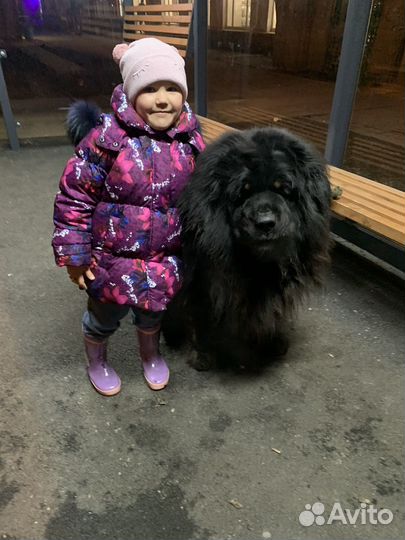 Тибетский мастиф