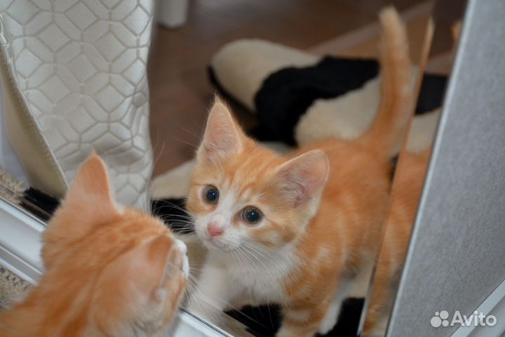 Котенок в добрые руки