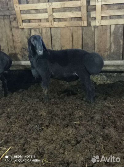 Баран Гисар