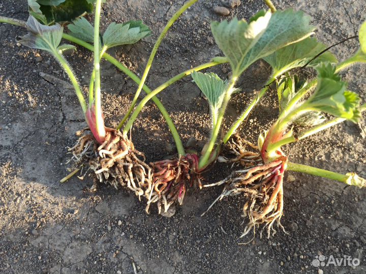 Рассада клубники Априка