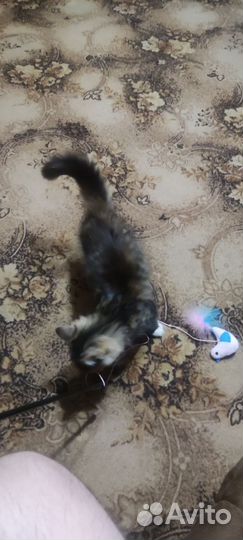 Котенок-девочка трёхцветный