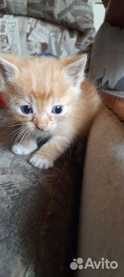 Рыжий котенок