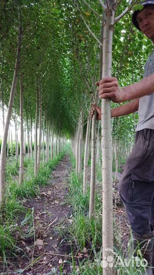 Тополь китайский тополь берлинский пирамидальный