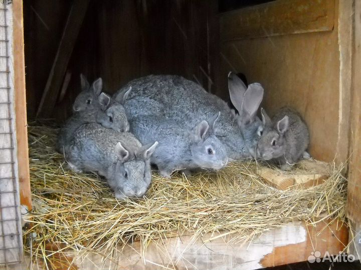 Кролики мясных пород