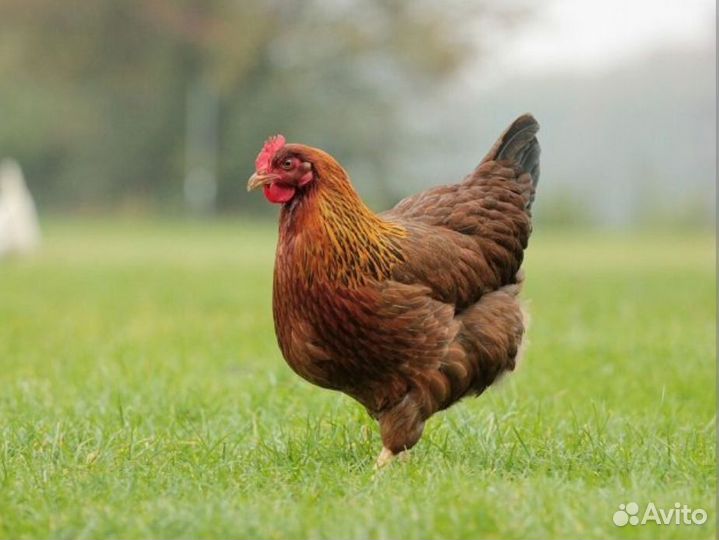 Вахта с проживанием бесплатно 35 смен г. Павлово