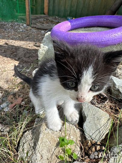 Котята в добрые руки бесплатно