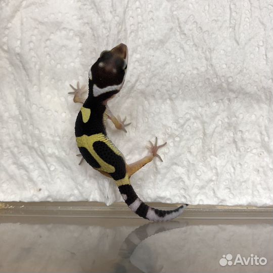 Bandit эублефар