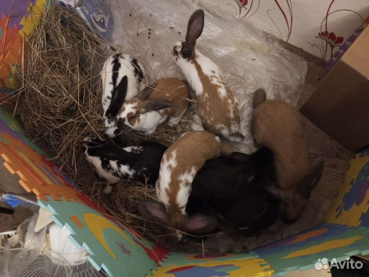 Кролики на мясо