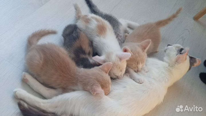 Кошки в добрые руки бесплатно