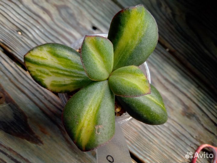 Крассула Блю Берд медиовар (Сrаssulа )