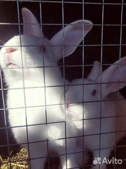Кролики мясных пород