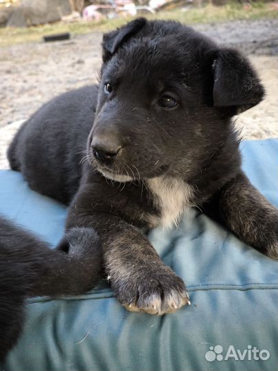 Немецкая овчарка