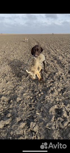 Щенки курцхаара