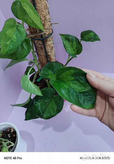 Сциндапсус, филодендрон, эпипремнум, сингониум